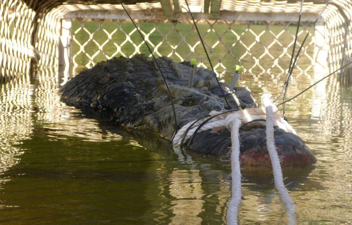 Australia: capturaron a un cocodrilo gigante de 600 kilos y 5 metros de  largo