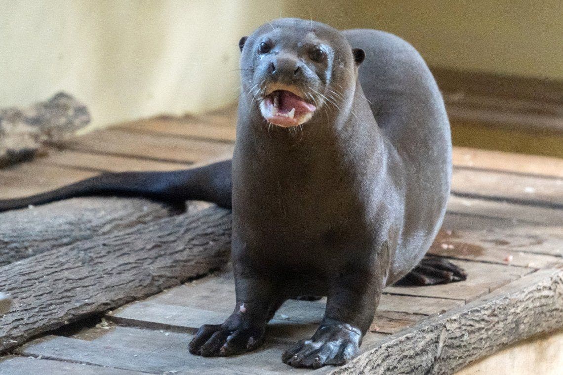 bebé nutria gigante de río