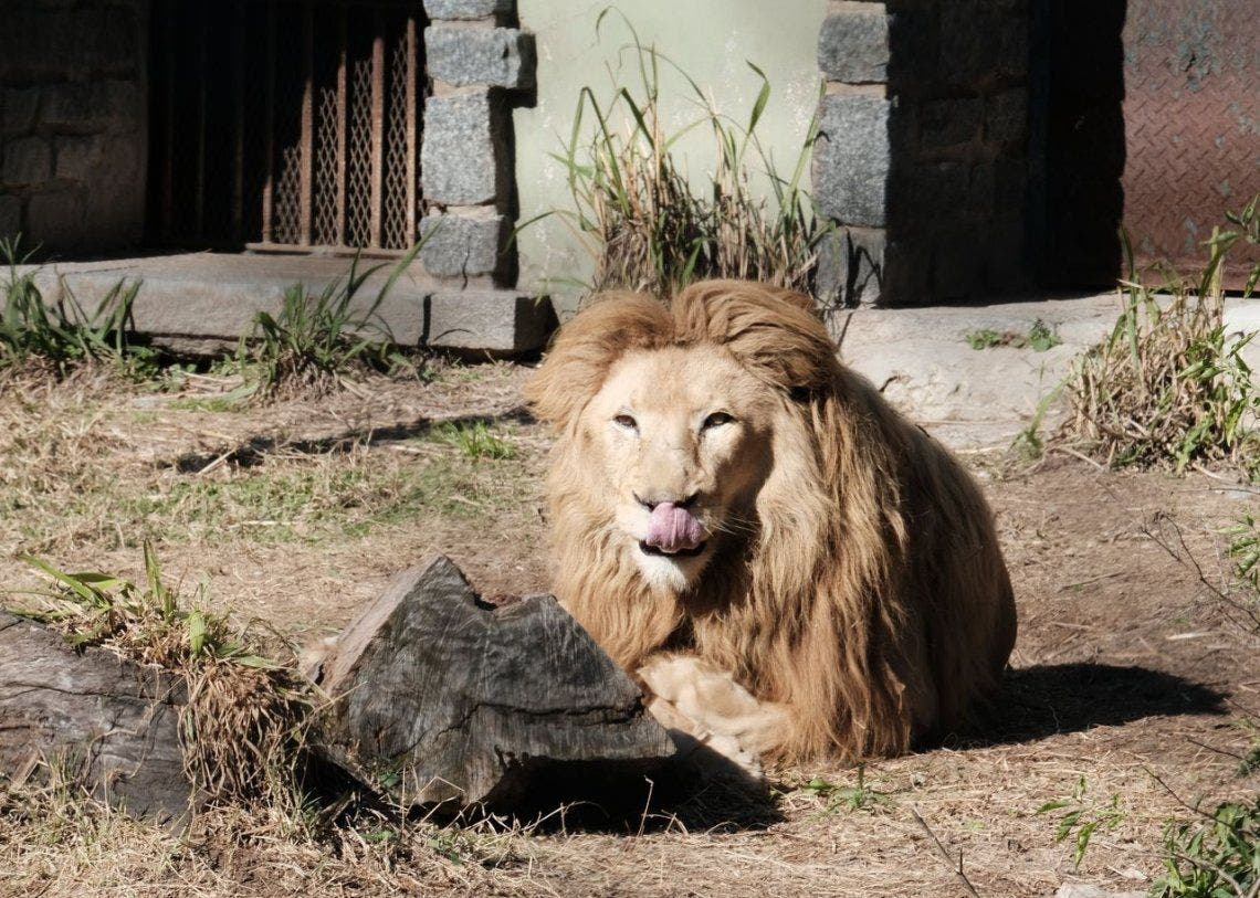 Ecoparque: liberaron a un cóndor y derivaron a tres leones a un santuario