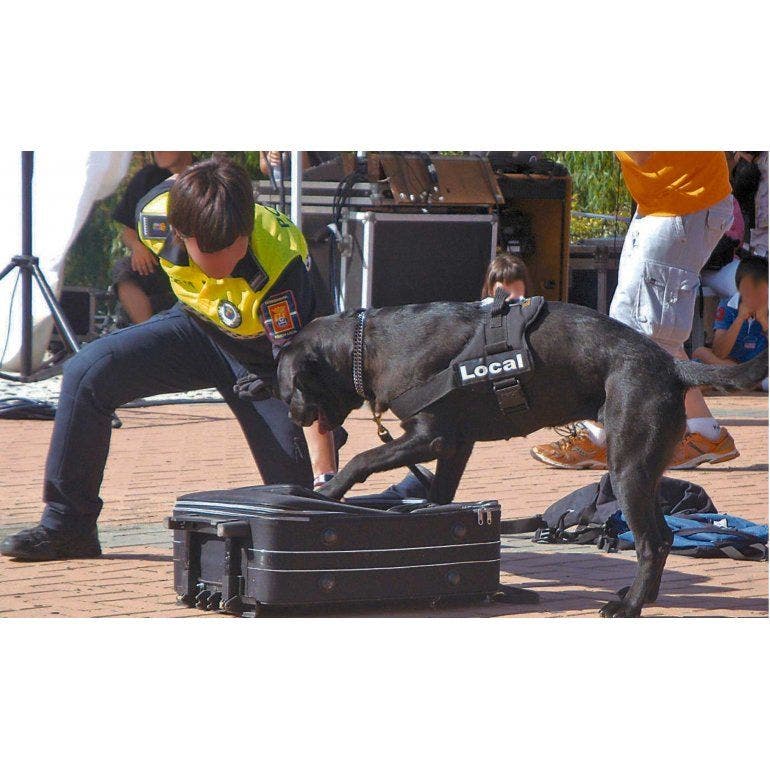 que raza de perro tiene el peor sentido del olfato