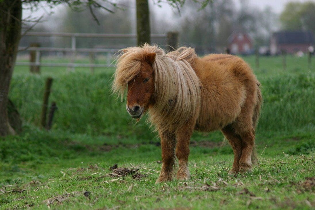 Municipio denunció a empleado por tener sexo con un poni