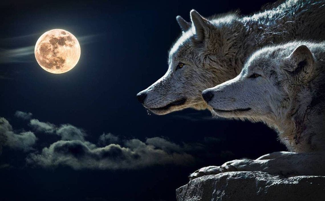 La Luna llena de Enero o Luna del Lobo/ Por Liliana Chelli
